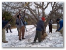 pollarding trees